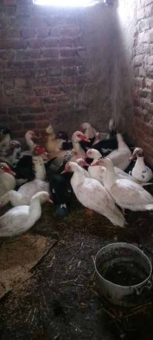 Продам качки 5 штук -1000 грн.