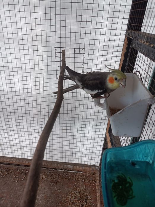 vendo caturra deste ano