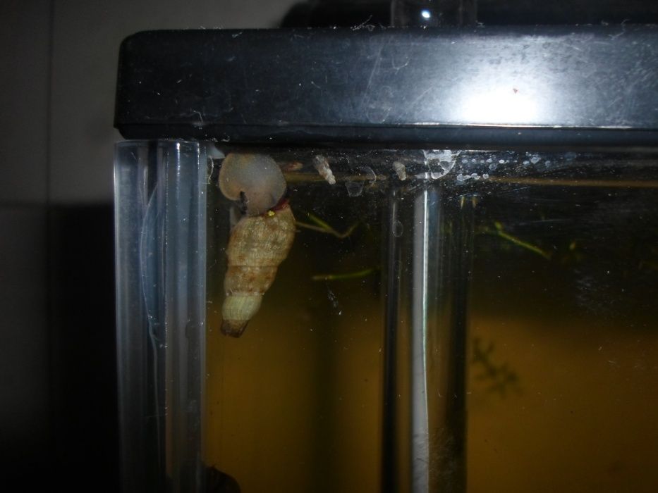 Brevemente 10 caracois melanoides tuberculatas