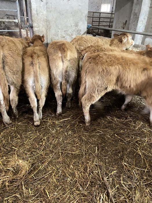 Vitelas e vitelos Limousines