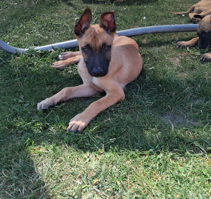 Owczarek belgijski Malinois