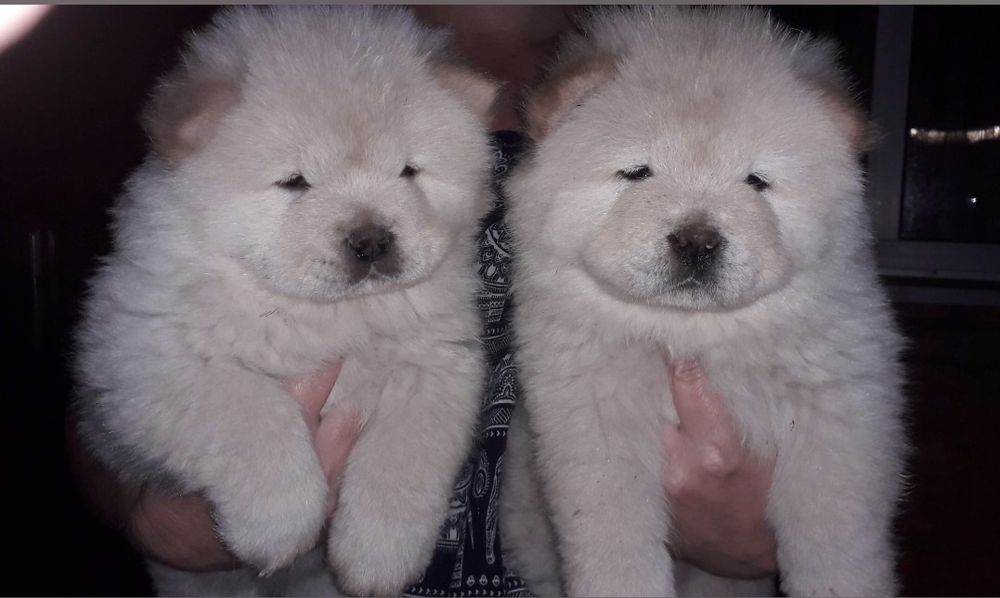 Продам щенков чау