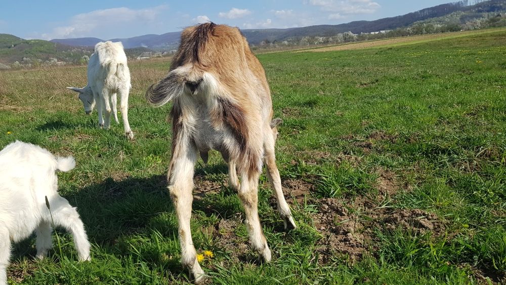 Продам дойну козу, перший окот