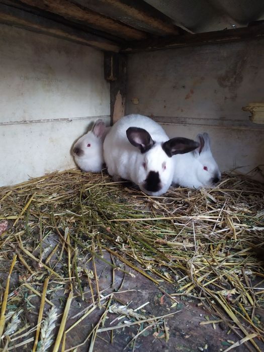 Продам кролі кролики (каліфорнійці оригінал)