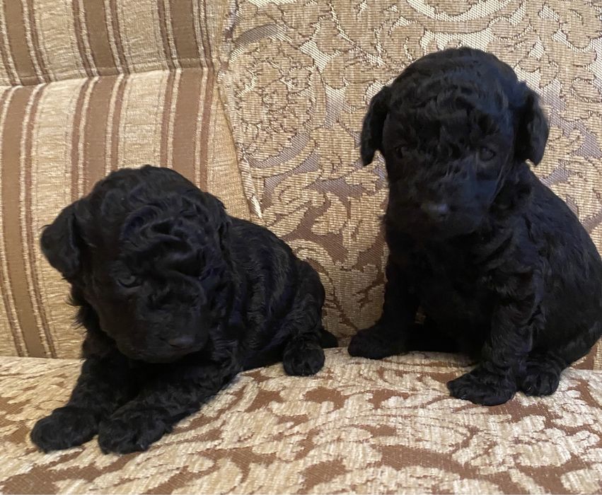 Чорні овечки)