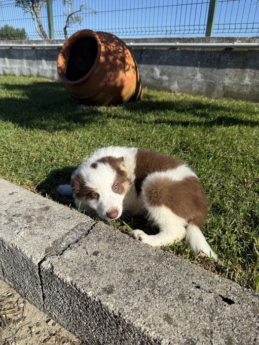 Border collie Macho chocolate PREÇO SÓ ESTA SEMANA