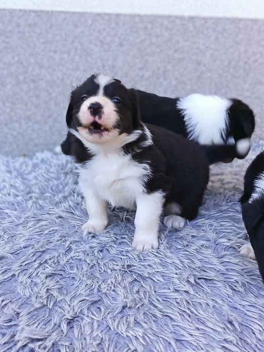 Border Collie czarno biała suczka