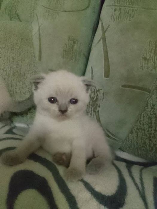 Шотландські весловухі котики