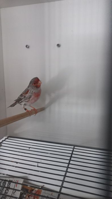 Canários Ágatas vermelho mosaico e Ágata opala vermelho mosaico