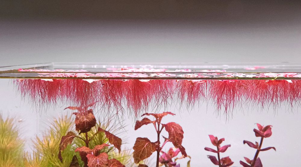 Plantas flutuantes de aquário vermelhas  - Phyllanthus fluitans