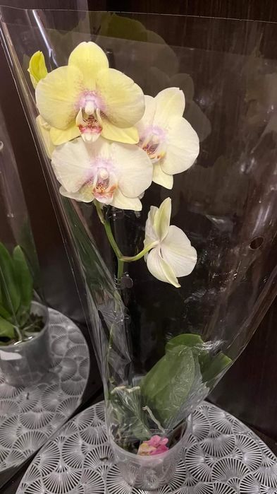 Орхидея фаоенопсис