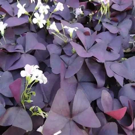 Szczawik /koniczynka/ -kwiaty Flora Szczecin