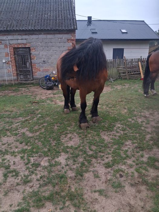 Konie na sprzedaż
