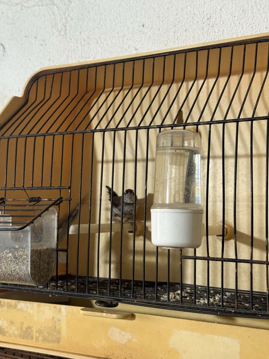 Exoticos disponiveis