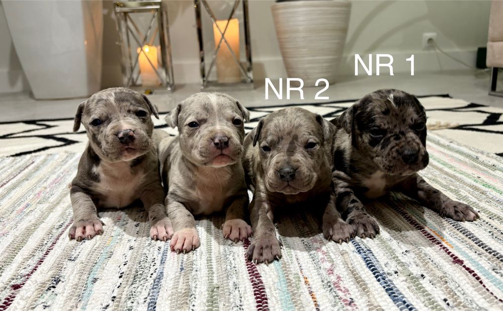 Merle American Staffordshire Terrier