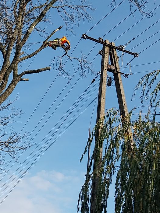 Wycinka drzew metodą Alpinistyczna wraz z mieleniem gałęzi Sztum Tczew