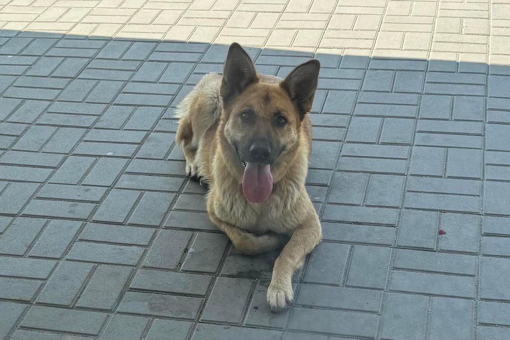 Цуценя в добрі руки