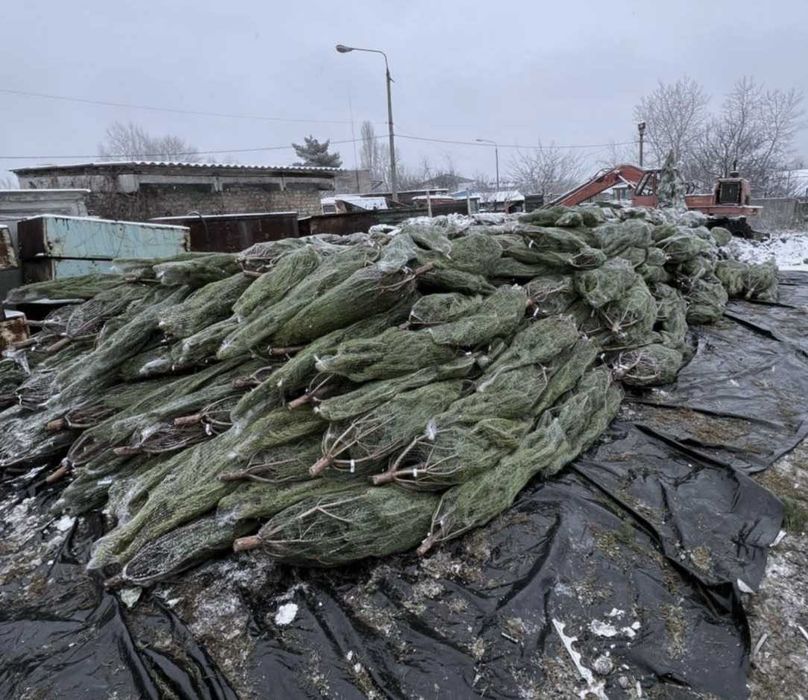 Продам новорічну сосну ОПТ Київ