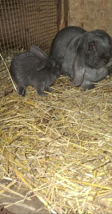 Królik baran francuski