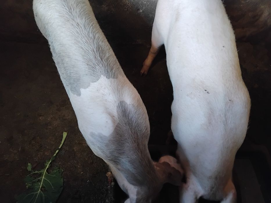 Vendo porcos biológicos