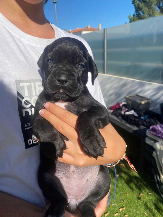 Cane Corso Italiano com LOP