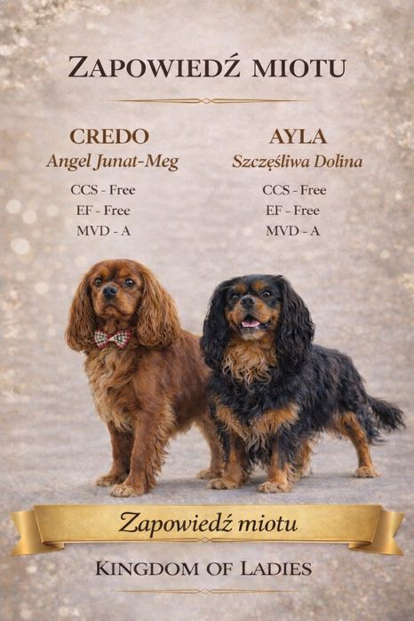 Zapowiedź miotu Cavalier King Charles Spaniel