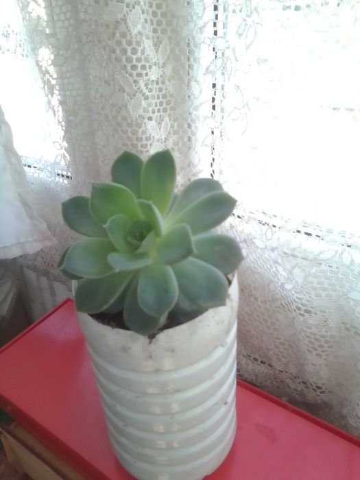 кімнатний вазон ЕОНІУМ