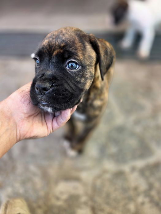 Boxer bebés vários