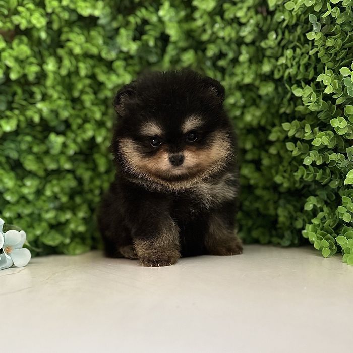 шикарний Хлопчик тип ведмедика