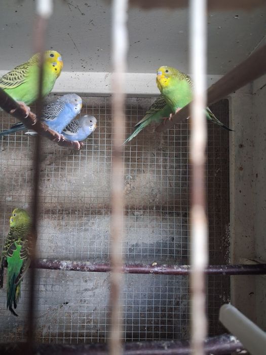 Perikitos australianos