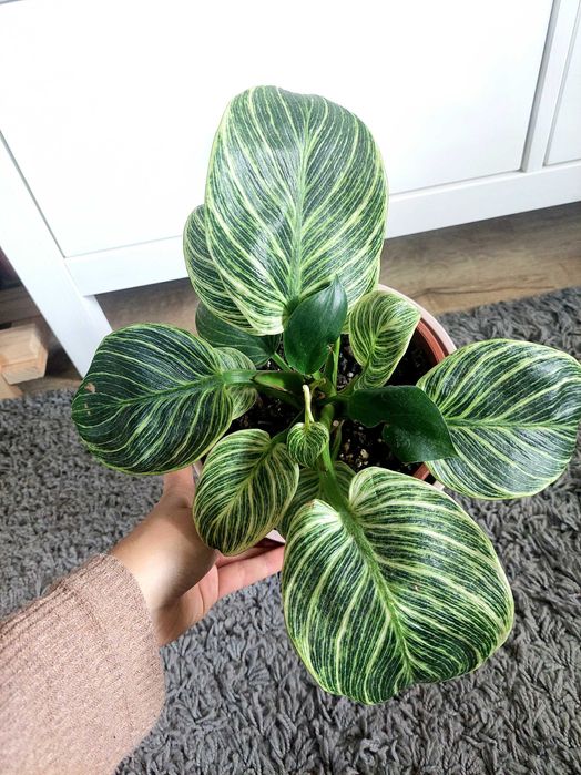 Planta Philodendron Brikin