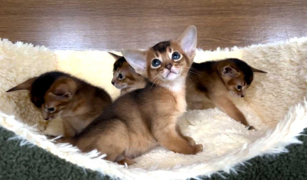 Абіссінські кошенята