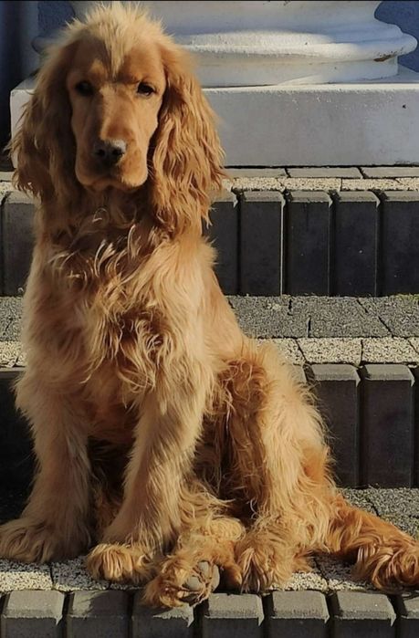 Wspaniała suczka  rodowodem. Cocker spaniel angielski