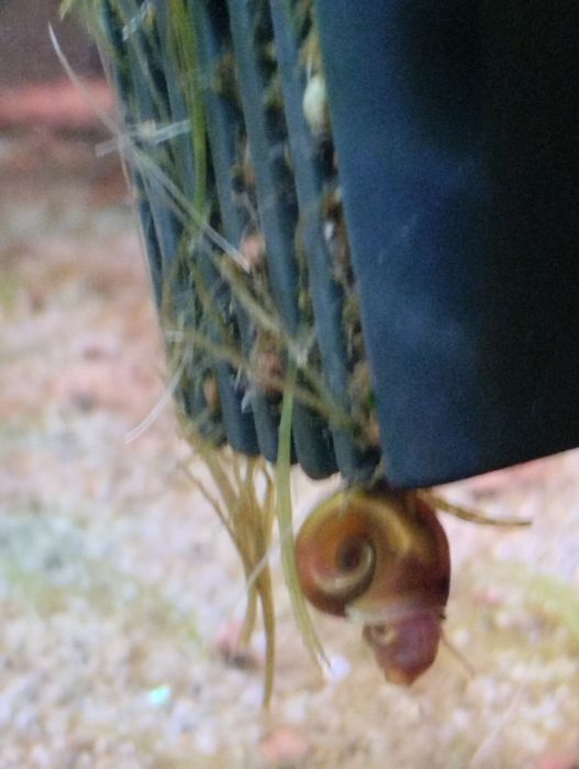 Caracóis para aquário