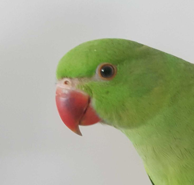 PAPUGA ALEKSANDRETTA obrożna ręcznie karmiona