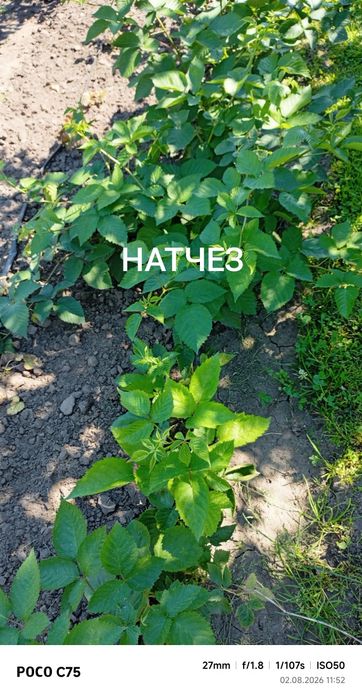 Саджанці ожини безколючкової.Назва сорту на фото.