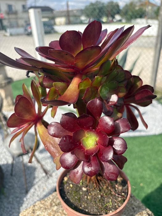 Suculentas Aeonium 3€