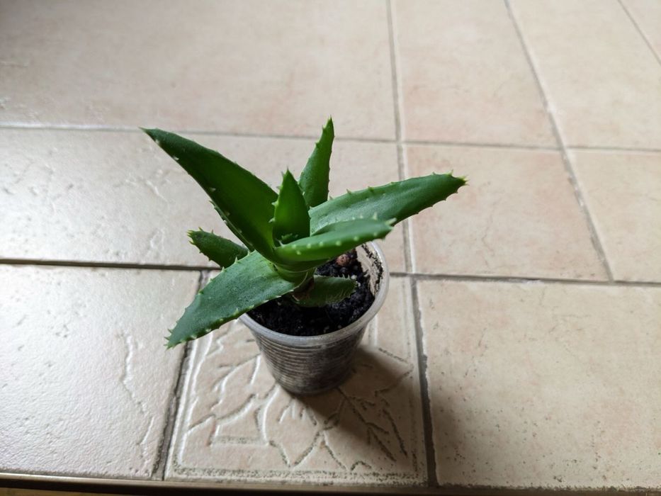 Продам різні сукуленти