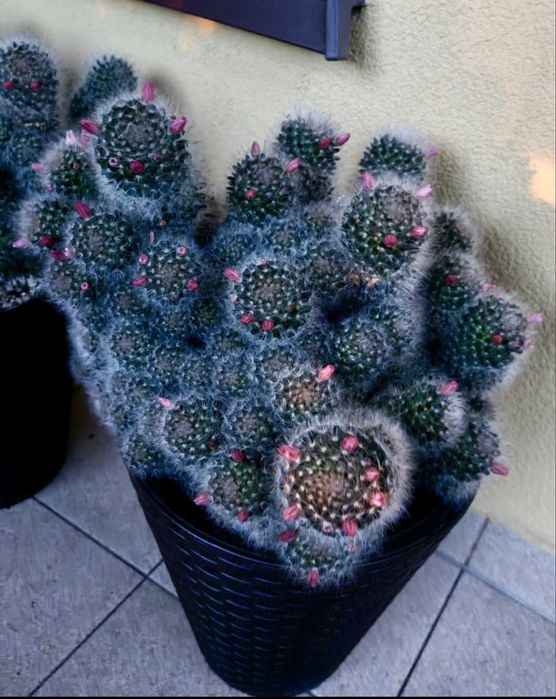 Kaktus, kaktusy mammillaria