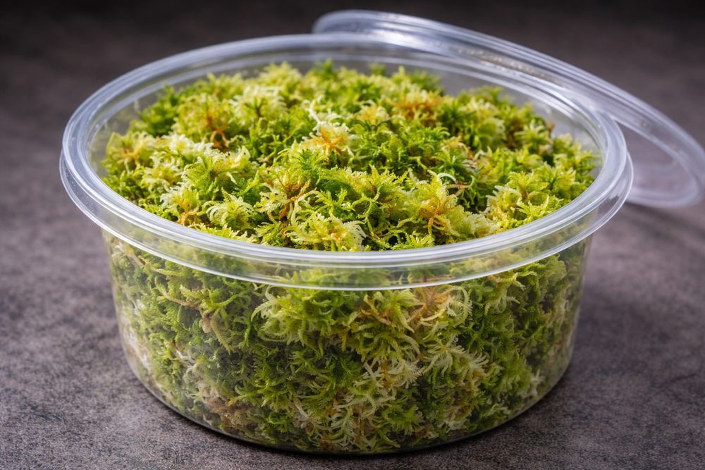 żywy mech sphagnum – legalny, świeży, do terrarium