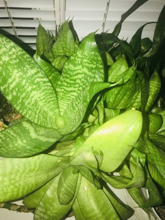 Квіти- Сенсевієрія