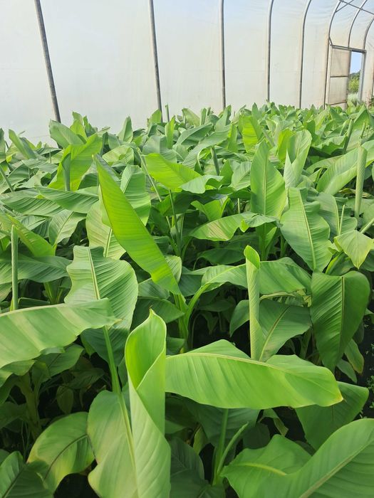 Bananowiec Musa Basjoo, Maurelli, Lasiocarpa/egzotyk/ogród/taras