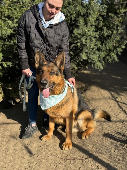Piesek okolo 7 lat