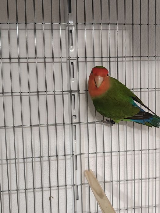 Agapórnis roseicollis long feather