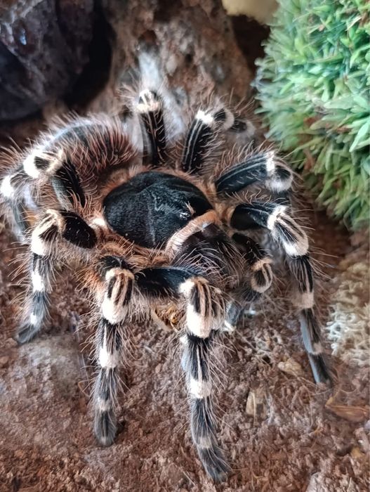 Acanthoscurria geniculata - ptasznik białokolanowy L4/5