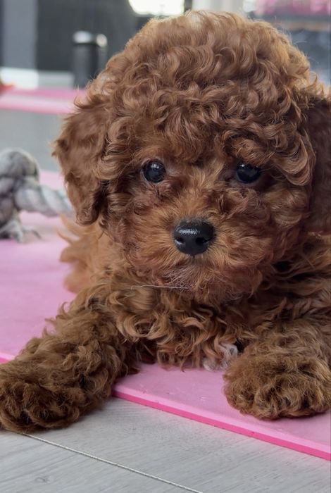 toy poodle - Тварини - OLX.ua