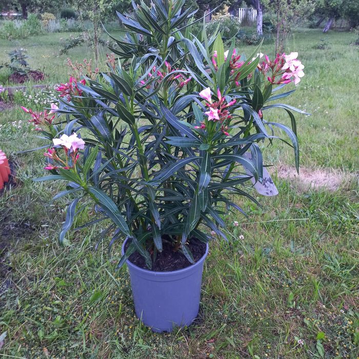 Oleander pospolity w donicy