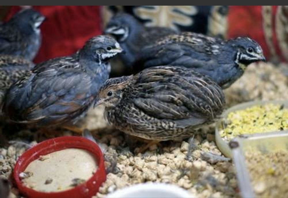 Інкубаційний яйця китайських розписаний перепілок.