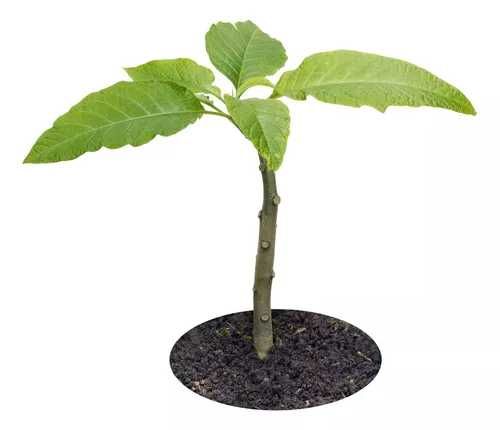 Flor Trombeta de Anjo branca