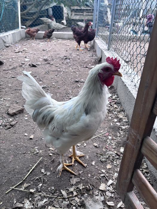 Galos  Rhode Island Red 100%puros